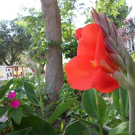 Bozelia Торони